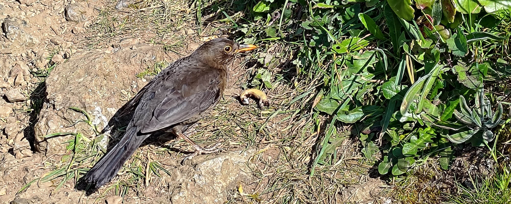 A brown bird stands next to a lizard it has caught
