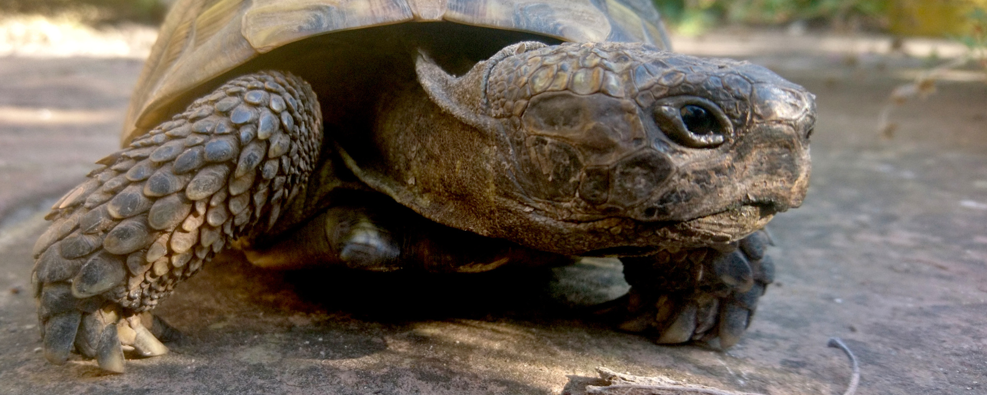 A tortoise angles their head to look directly at the viewer